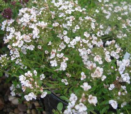 Thymus serpyllum 'Snowdrift'